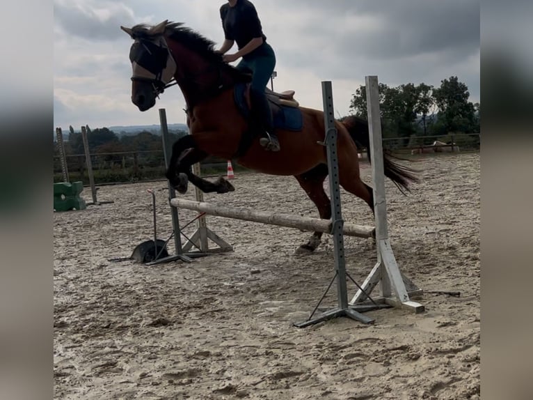 Trotteur français Jument 6 Ans 163 cm Bai in Manou