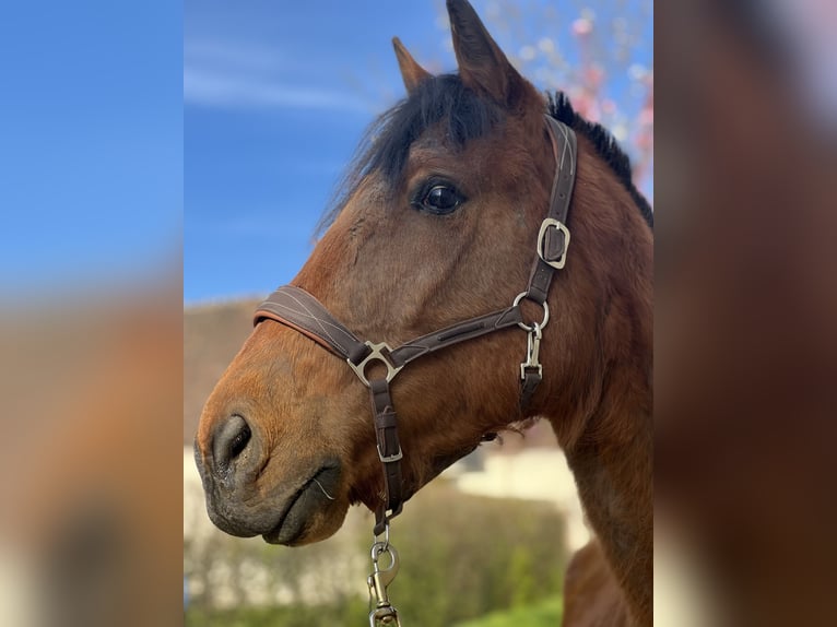 Trotteur français Jument 6 Ans 163 cm Bai in Manou