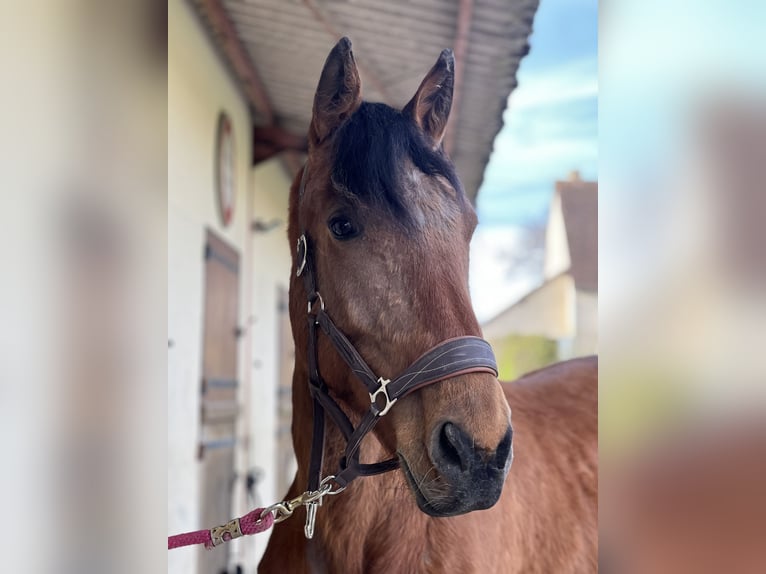 Trotteur français Jument 6 Ans 163 cm Bai in Manou
