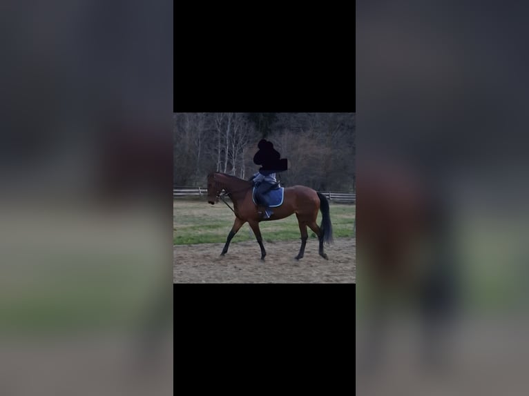 Trotteur français Jument 6 Ans 165 cm Bai in Graz