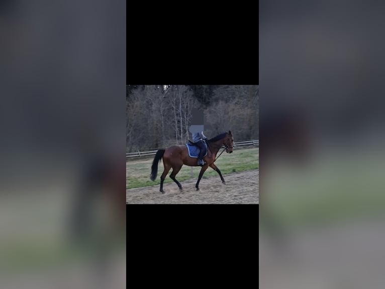 Trotteur français Jument 6 Ans 165 cm Bai in Graz