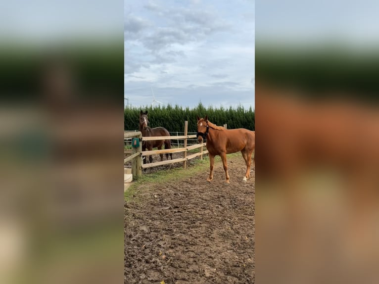 Trotteur français Jument 6 Ans 166 cm Alezan in Roye