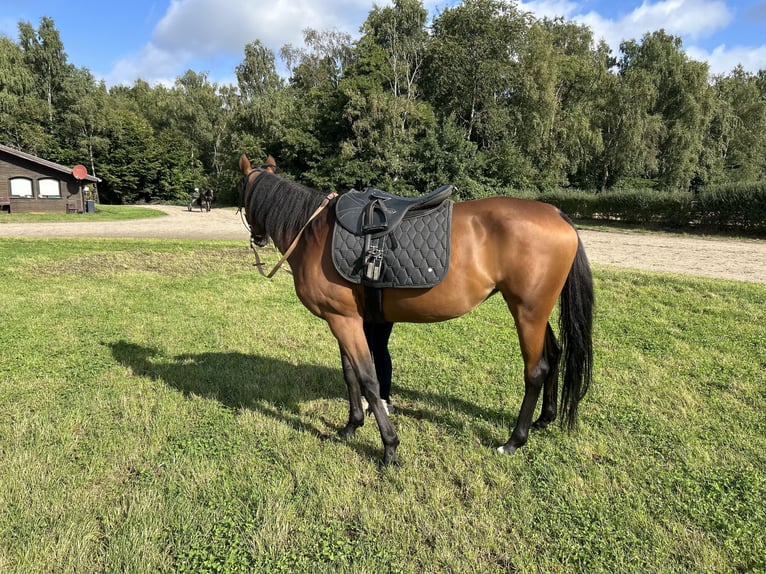 Trotteur français Jument 7 Ans 157 cm Bai in Castrop-Rauxel