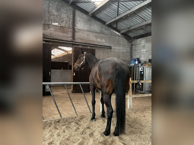 Trotteur français Jument 7 Ans 160 cm  in Daussois