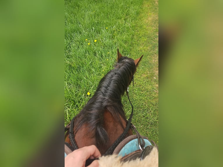 Trotteur français Jument 7 Ans 162 cm Bai brun in Frauenau