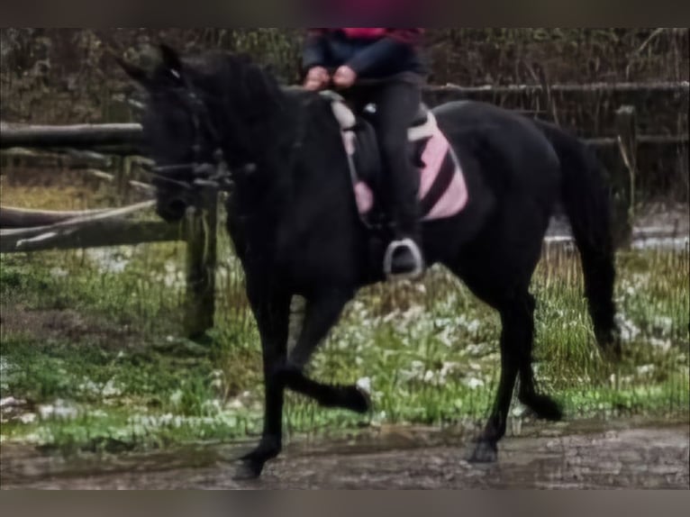 Trotteur français Jument 7 Ans 163 cm Bai brun foncé in Kempen