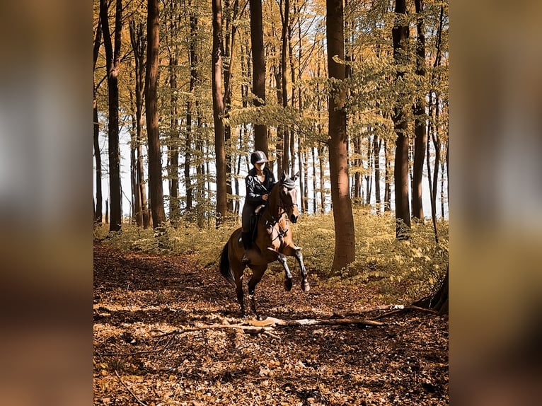 Trotteur français Jument 7 Ans 164 cm Bai in Porta Westfalica