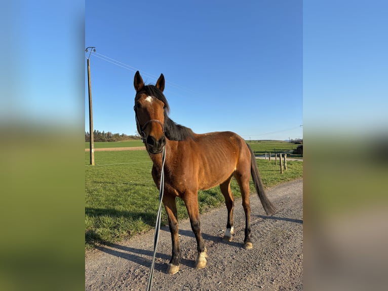 Trotteur français Jument 7 Ans 180 cm Alezan in Sarrebourg