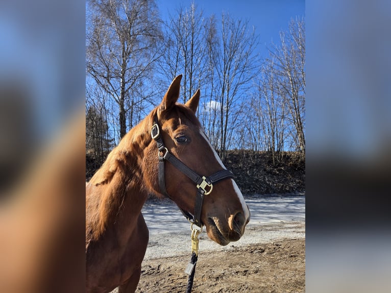 Trotteur français Jument 8 Ans 160 cm Alezan in Waldhausen