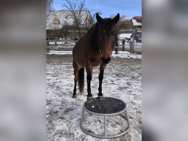 Trotteur français Jument 8 Ans 160 cm Bai in Rumendingen