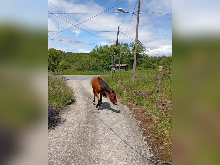 Trotteur français Jument 8 Ans 160 cm Bai in Ourense, Quintela De Leirado