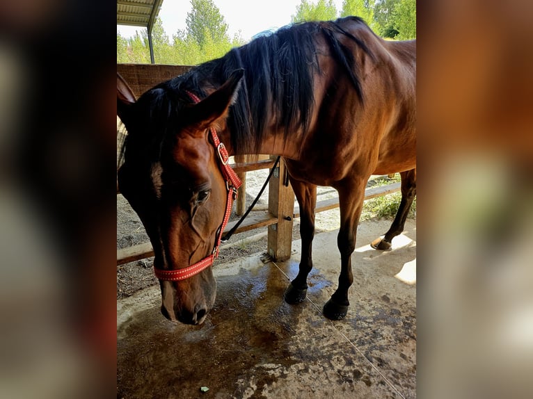 Trotteur français Jument 8 Ans 162 cm Bai in Castres