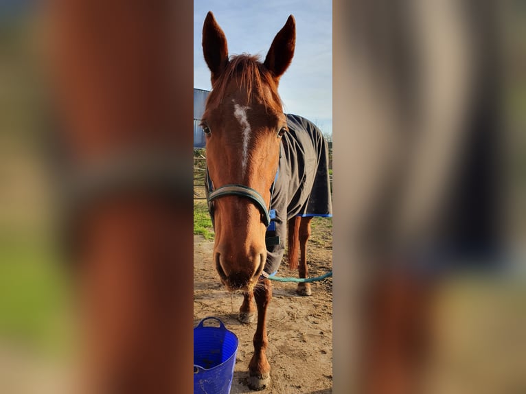Trotteur français Jument 8 Ans 165 cm Alezan in Borken