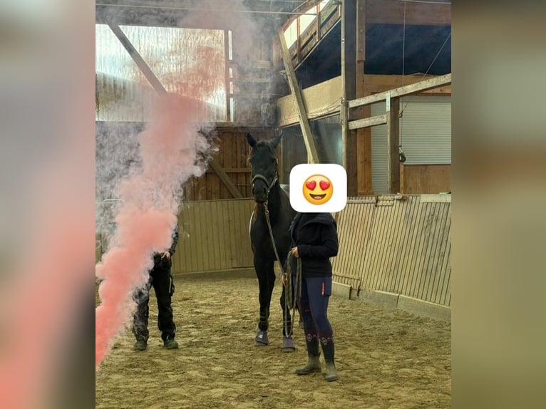 Trotteur français Jument 8 Ans 165 cm Bai brun in Gensingen