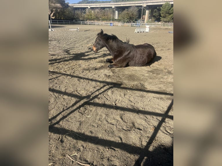 Trotteur français Jument 9 Ans 156 cm Bai brun in Pineda De Mar