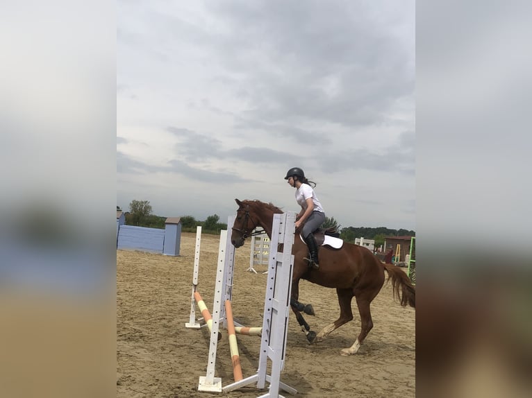 Trotteur français Jument 9 Ans 163 cm Alezan in Chailly en brie