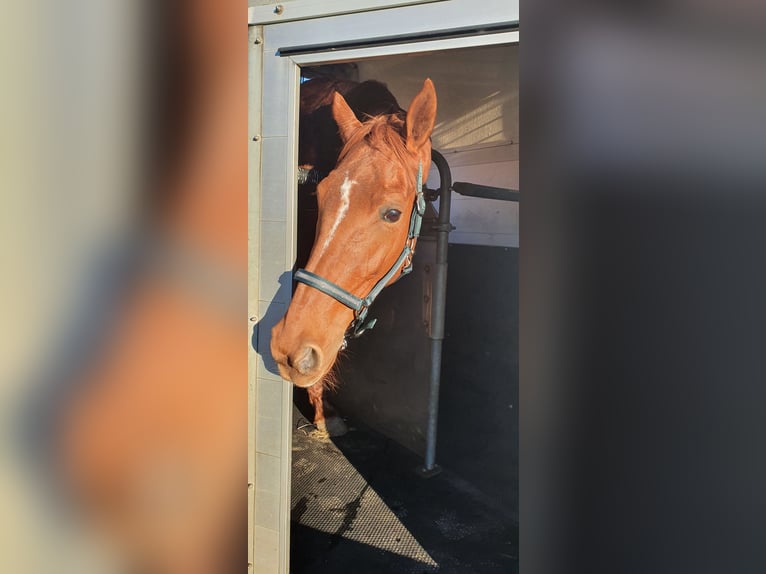 Trotteur français Jument 9 Ans 165 cm Alezan in Borken
