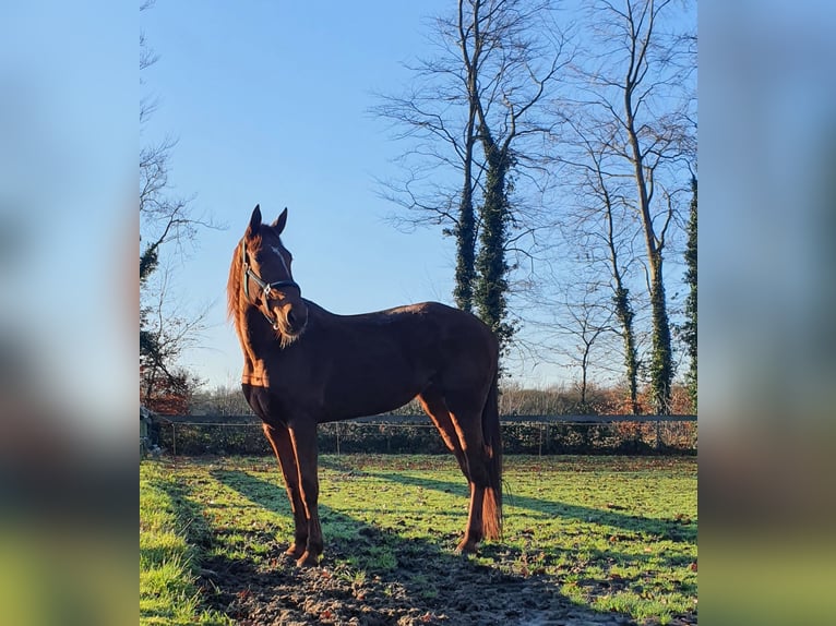 Trotteur français Jument 9 Ans 165 cm Alezan in Borken