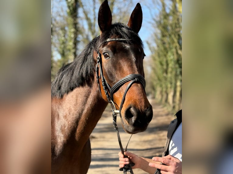 Trotteur français Jument 9 Ans 165 cm Bai in Geldern