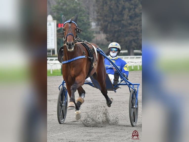Trotteur italien Étalon 5 Ans Bai in Lusciano