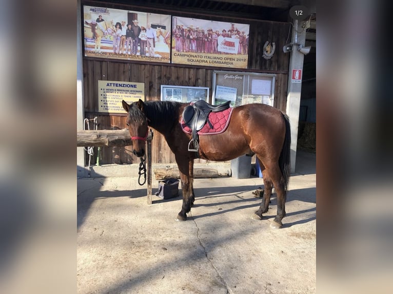Trotteur italien Hongre 13 Ans 163 cm Bai in Como