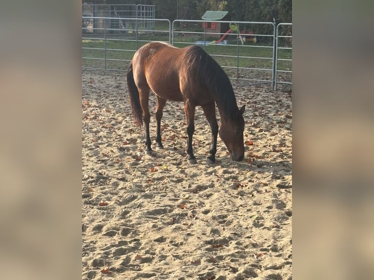 Trotteur italien Hongre 13 Ans 163 cm Bai in Como