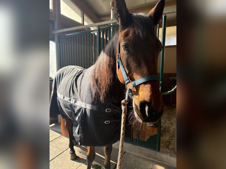 Trotteur italien Hongre 13 Ans 163 cm Bai in Como