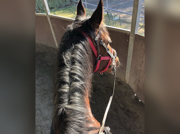 Trotteur italien Hongre 13 Ans 163 cm Bai in Como