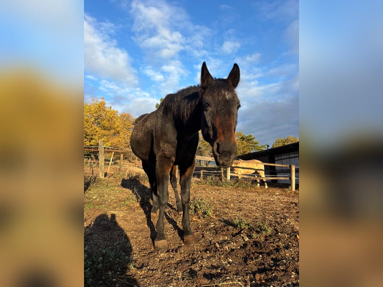 Trotteur italien Hongre 23 Ans 165 cm Bai brun in Capestrano