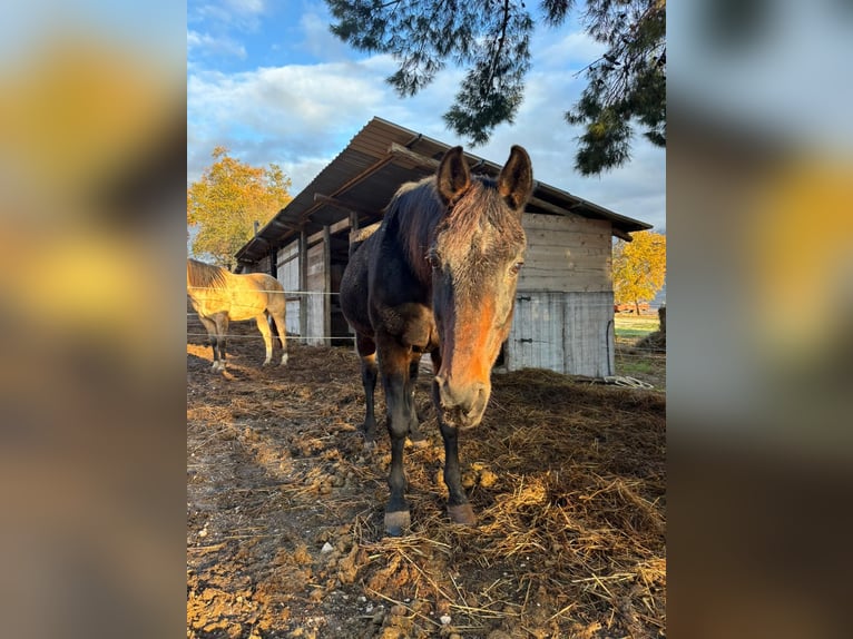 Trotteur italien Hongre 23 Ans 165 cm Bai brun in Capestrano