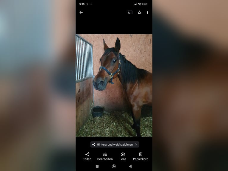 Trotteur italien Jument 15 Ans 158 cm Bai in Reisbach