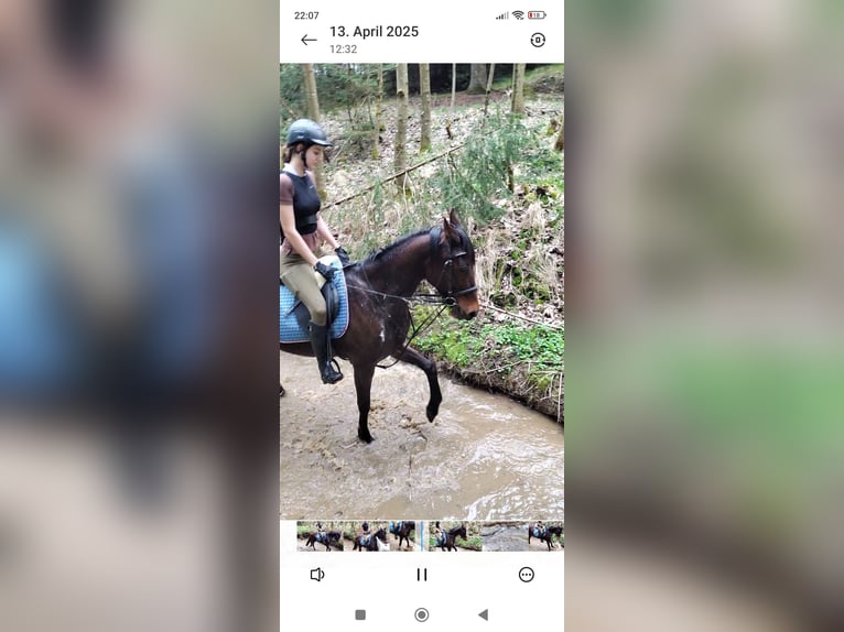 Trotteur italien Jument 15 Ans 158 cm Bai in Reisbach