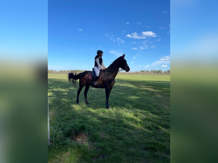 Trotteur italien Jument 18 Ans 160 cm Bai brun in K&#xF6;nigsbrunn