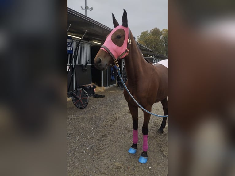 Trotteur italien Jument 6 Ans 160 cm Bai cerise in Bergamo