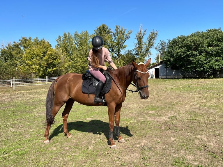 Trotteur italien Jument 9 Ans 153 cm Alezan in Kiskunfélegyháza