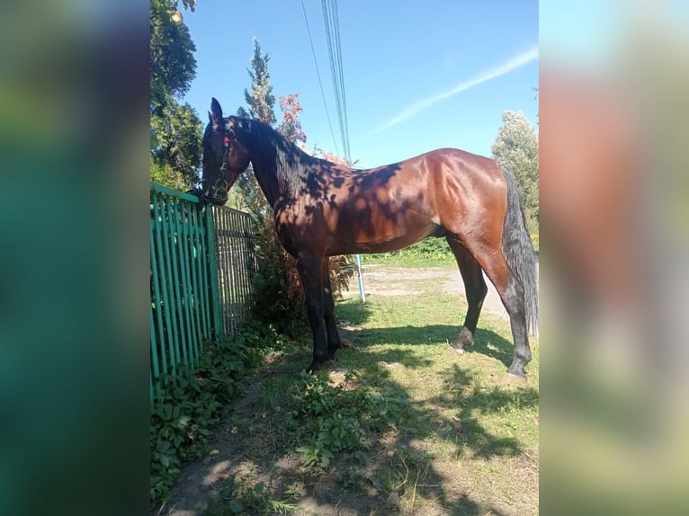 Trotteur Orlov Étalon 3 Ans 164 cm Alezan brûlé in Lvov