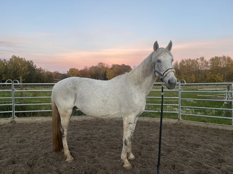 Trotteur Orlov Jument 13 Ans 170 cm Gris in Laudenbach
