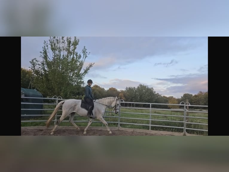 Trotteur Orlov Jument 13 Ans 170 cm Gris in Laudenbach