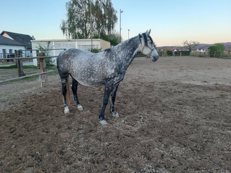 Trotteur Orlov Jument 6 Ans Gris in Bensheim