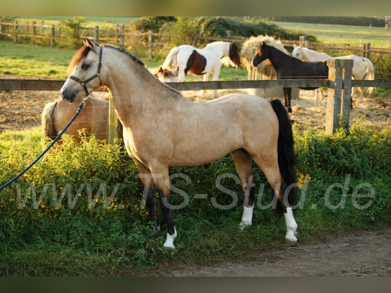 TS EL-DORADO Welsh B Étalon in Meerbusch