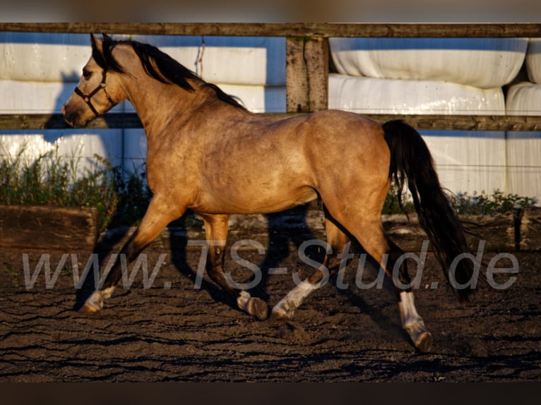 TS EL-DORADO Welsh-B Hengst in Meerbusch