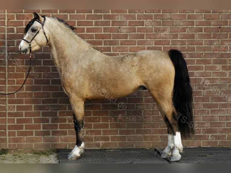 TS EL-DORADO Welsh-B Hengst in Meerbusch