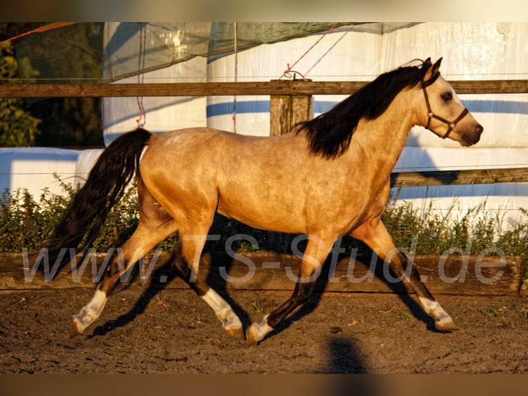 TS EL-DORADO Welsh B Stallion in Meerbusch