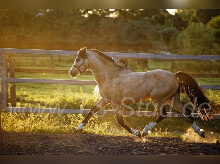 TS EL-DORADO Welsh B Stallion in Meerbusch