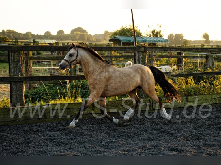TS EL-DORADO Welsh B Stallion in Meerbusch