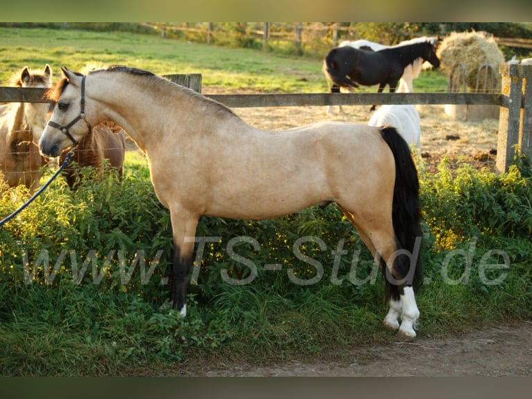 TS EL-DORADO Welsh B Stallion in Meerbusch