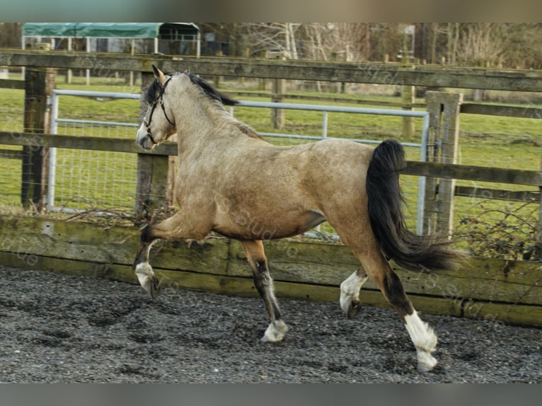 TS EL-DORADO Welsh B Stallion in Meerbusch