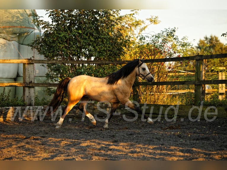 TS EL-DORADO Welsh B Stallion in Meerbusch