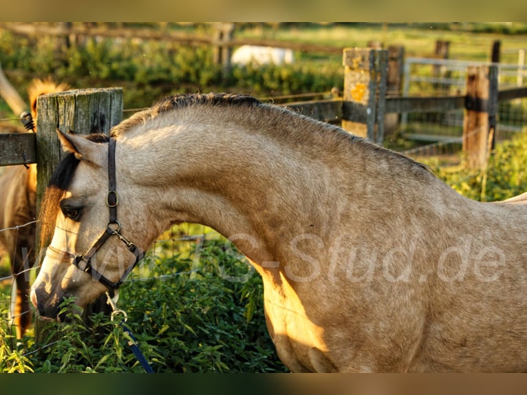 TS EL-DORADO Welsh B Stallion in Meerbusch