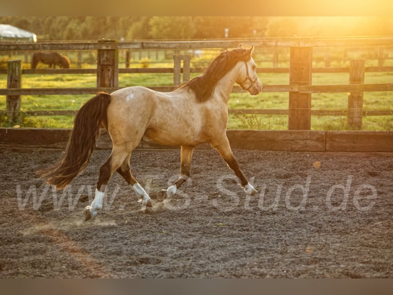TS EL-DORADO Welsh B Stallion in Meerbusch